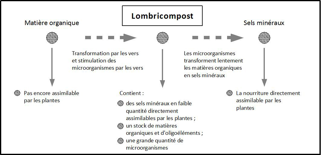 Schéma sur la décomposition des matières organiques